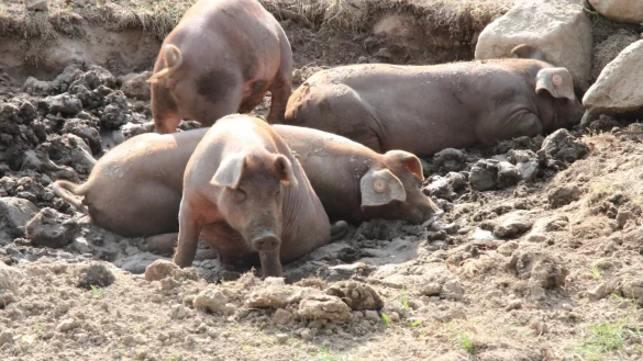 die robusten Duroc-Schweine suhlen sich am liebsten in der Kuhle, k&ouml;nnen aber auch in die Unterst&auml;nde oder den Stall gehen. - &copy; Cordula Gr&ouml;ne