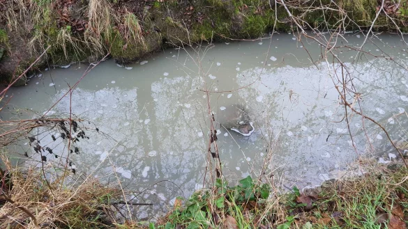 Der lippische Fischereiverein hat im Bentorfer Bach Verf&auml;rbungen entdeckt. - &copy; Lippischer Fischereiverein