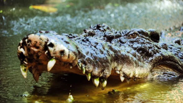 Krokodil - &copy; Foto: Brian Cassey/AAP/dpa