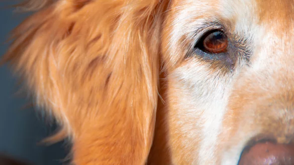 Die Hundesteuer in Detmold k&ouml;nnte 2025 steigen. Die letzte Erh&ouml;hung wurde vor zehn Jahren vorgenommen. - &copy; Raphael Bartling