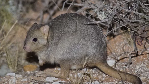 Lesueur-B&uuml;rstenk&auml;nguru - &copy; Foto: Hugh McGregor/Arid Recovery/dpa