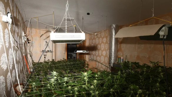 In einem ausgekl&uuml;gelten System soll ein 33-J&auml;hriger in Niese eine Marihuana-Plantage unterhalten haben. - &copy; Pol