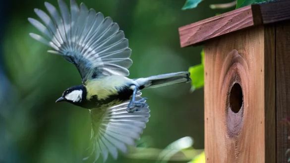 Nistkasten - &copy; Foto: Bernd von Jutrczenka