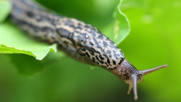 Nacktschnecke - &copy; Foto: David-Wolfgang Ebener/dpa/dpa-tmn