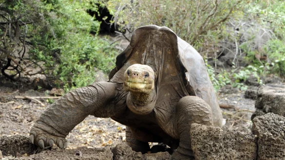 «Lonesome George» - © Foto: Tui De Roy/Png/Handout/PNG