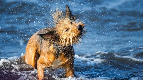 Mit dem Hund auf Reisen - &copy; Foto: Jens B&uuml;ttner