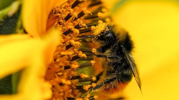 Hummel - &copy; Foto: Jacob King/PA Wire/dpa