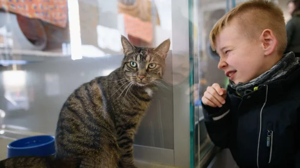 Keine Katze als Geschenk unter dem Weihnachtsbaum - &copy; dpa
