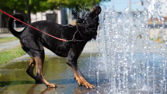 Hund - &copy; Foto: Lisa Ducret