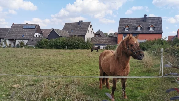 Noch grasen hier Pferde, aber schon bald rollen die Bagger: Auf diesem Grundst&uuml;ck in Alverdissen sollen Wohnh&auml;user entstehen. - &copy; Sylvia Frevert