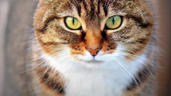 Vier Katzen sind in Horn-Bad Meinberg vermutlich durch Rattengift gestorben. - &copy; Symbolbild: Pixabay