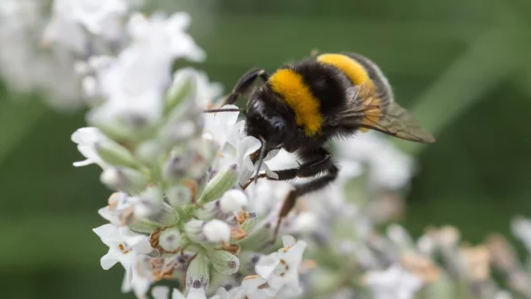 Hummel auf Lavendel - &copy; Foto: dpa
