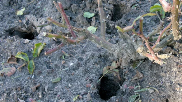 W&uuml;hlm&auml;use im Garten - &copy; Foto: Hilke Segbers