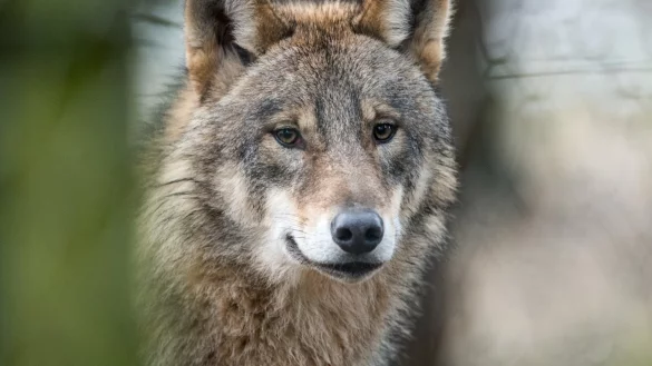 Wolf - &copy; Foto: Bernd Thissen/dpa
