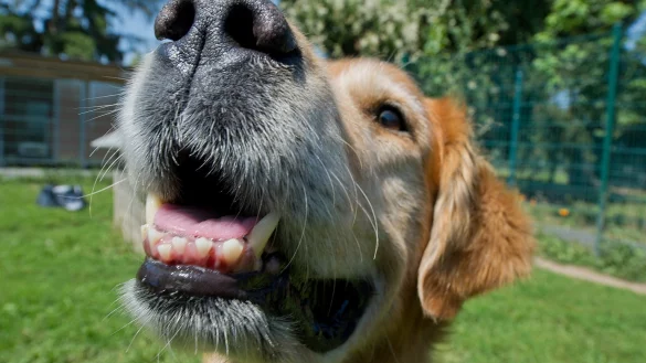 Hund - &copy; Foto: Boris Roessler