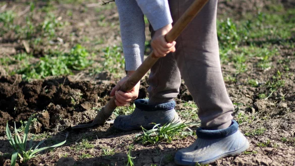 Bei Gartenarbeiten wurde in Bad Driburg ein Schädel entdeckt. Die Polizei hat nun eine Theorie darüber, wie er dorthin gekommen ist. - © Symbolfoto: Pixabay/AdinaVoicu