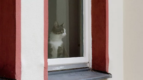 Katze am Fenster - &copy; Foto: Franziska Gabbert/dpa-tmn