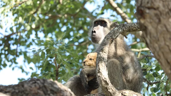 Entf&uuml;hrung - &copy; Foto: Kurt Schultz/kurtsafari.com/dpa