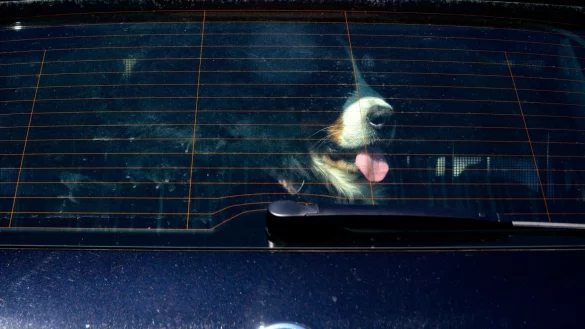 Gerne mitfahren - &copy; Foto: Axel Heimken/dpa