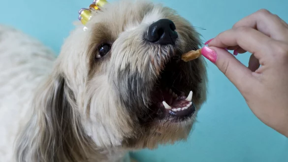 Leckerli f&uuml;r den Hund - &copy; Foto: Victoria Bonn-Meuser/dpa