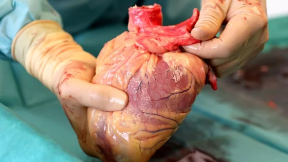 - © Bernd Wüstneck/ZB/dpa