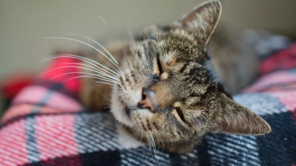 Beliebter Platz bei Katzen - &copy; Foto: Julian Stratenschulte