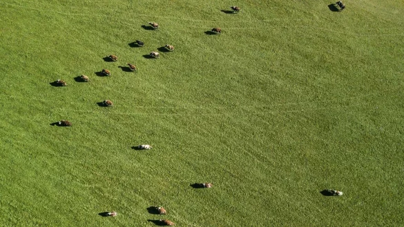 K&uuml;he - &copy; Foto: Silas Stein/dpa