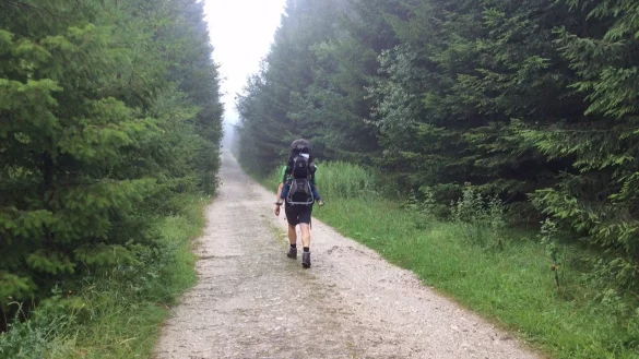 Die Wistinghauser Senne führt durch den tiefen Wald. - © Till Brand