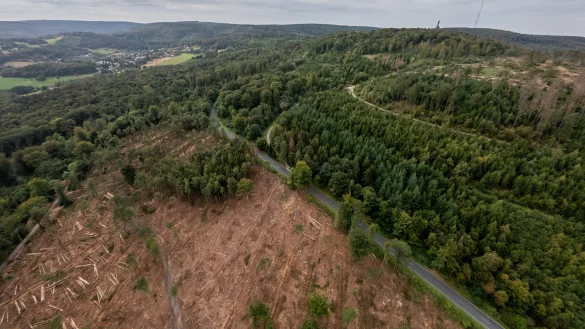 Freier Blick auf die Fl&auml;che: An der Denkmalstra&szlig;e zum Hermann hoch sieht es kahl aus. Der Landesverband f&auml;llt derzeit kranke B&auml;ume, damit sich der Borkenk&auml;fer nicht weiter ausbreitet. - &copy; Torben Gocke