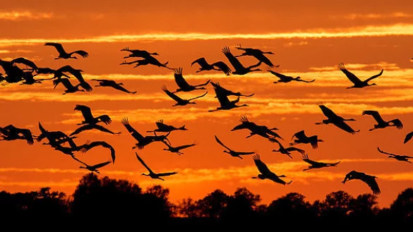ARCHIV&nbsp;- Kraniche (Grus grus) fliegen am 19.10.2014 im letzten Tageslicht der untergehenden Sonne &uuml;ber das Oderbruch nahe Reitwein im Landkreis M&auml;rkisch-Oderland (Brandenburg). - &copy; Symbolfoto: dpa