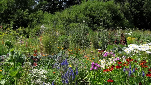 Mischkultur ist eine M&ouml;glichkeit, die Pflanzengesundheit zu st&auml;rken und zugleich Lebensraum f&uuml;r Insekten zu schaffen. - &copy; Lola R&uuml;ppel/Permakultur kollektiv