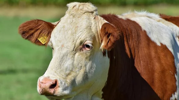 Zwei Rinder sind w&auml;hrend der Verladung ausgebrochen. Die beiden Wiederk&auml;uer mussten erschossen werden. - &copy; PIXABAY