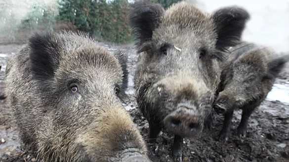 Sie sehen niedlich aus, aber mit ihnen ist nicht gut Kirschen essen. Wenn Wildschweine in Rage geraten, dann sollte man m&ouml;glichst weit weg sein. In Sch&ouml;tmar und Ehrsen-Breden sind zwei Tiere einer Rotte in die H&auml;user gest&uuml;rmt. - &copy; Vera Gerstendorf-Welle