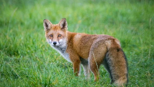 Ein Fuchs steht auf einer Wiese. - &copy; Foto: Patrick Pleul/dpa-Zentralbild/dpa-tmn