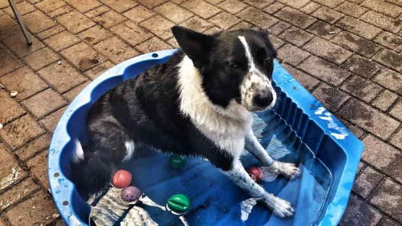 Wird im Tierheim weiter liebevoll versorgt. - &copy; Ansgar M&ouml;nter