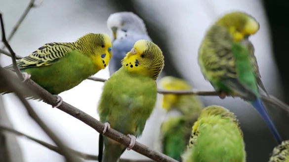 Wellensittiche - &copy; Foto: Uwe Zucchi/dpa