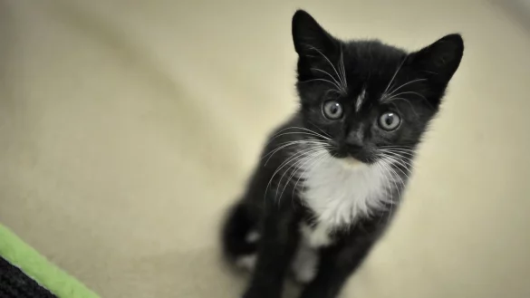 Katze - &copy; Foto: Fredrik von Erichsen/dpa