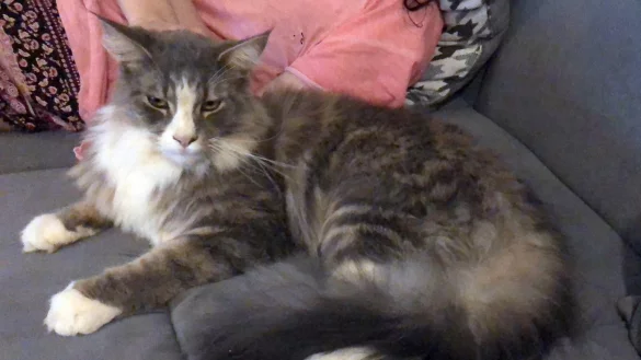 Katze - &copy; Foto: Dieter Taubert