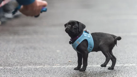Mops - &copy; Foto: Daniel Maurer/dpa