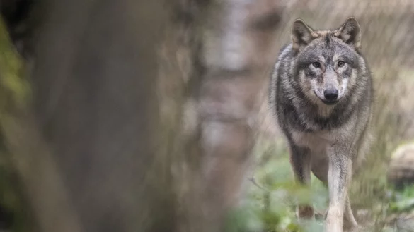 Der Wolf ist zur&uuml;ck in Lippe: Das Landesumweltamt best&auml;tigt zwei Sichtungen in Lage. - &copy; Boris Roessler/dpa