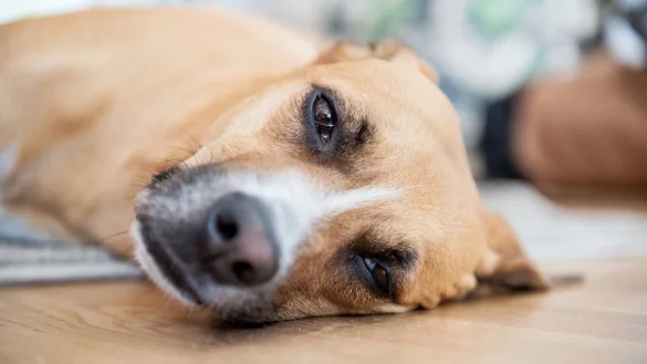 Pollenflug kann auch Hunden zu schaffen machen - &copy; Foto: Robert G&uuml;nther/dpa-tmn