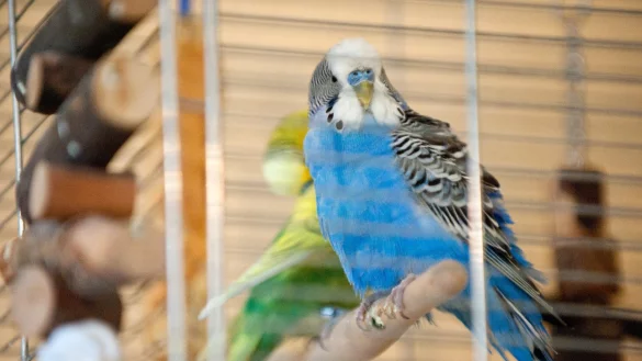 Stressiger Umzug - &copy; Foto: Andrea Warnecke