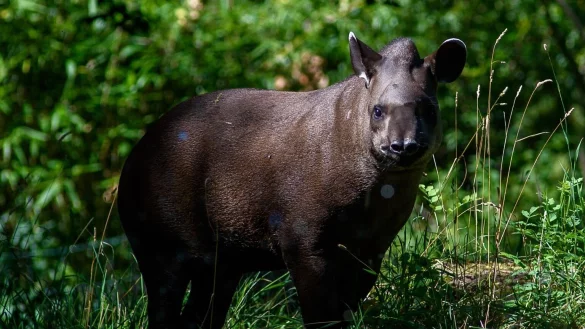Flachlandtapir - &copy; Foto: Klaus-Dietmar Gabbert/dpa-Zentralbild/dpa