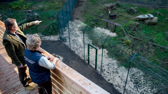 Wildkatzengehege Bad Harzburg - &copy; Foto: Hauke-Christian Dittrich/dpa