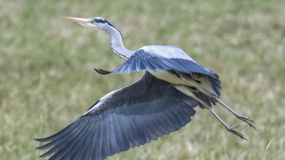 Graureiher vom Gartenteich fernhalten - &copy; Foto: Boris Roessler/dpa/dpa-tmn