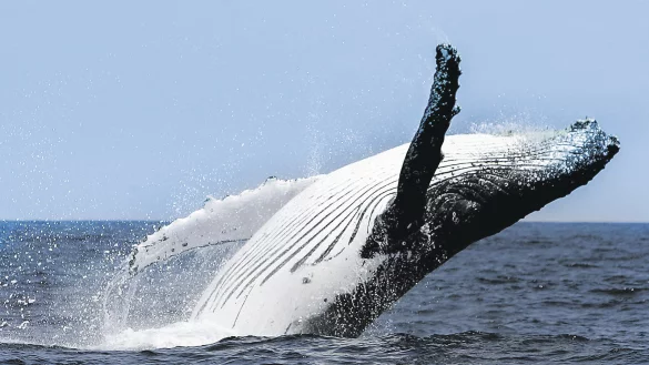 Die Anzahl der Wale hat sich in den letzten Jahren kaum ver&auml;ndert. - &copy; picture alliance / dpa