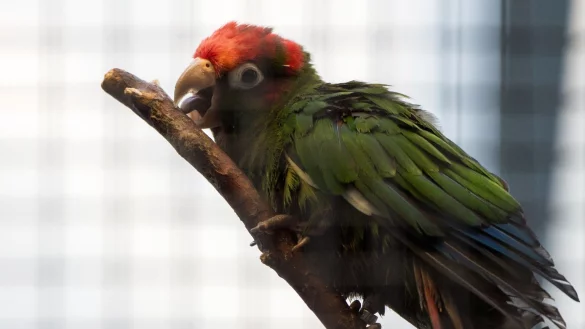 Schredderspielzeug f&uuml;r Sittiche - &copy; Foto: Andrea Warnecke/dpa-tmn