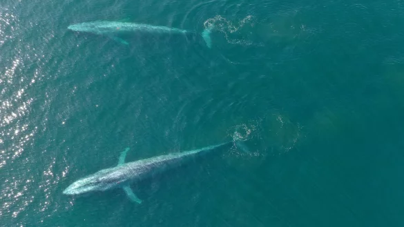 Blauwale - &copy; Foto: Elliott Hazen/NOAA/dpa