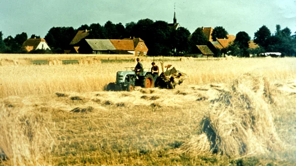 Die Getreideernte gab es auch Anfang der 60er-Jahre noch in Hövelsenne, die letzten Bewohner mussten erst 1974 gehen. - © Archiv Heinrich Fortmeier