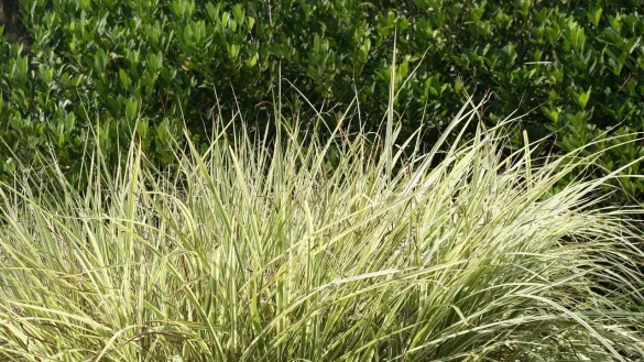 In Lage soll ein Mann nackt nahe eines Wanderwegs masturbiert haben. - © Pixabay